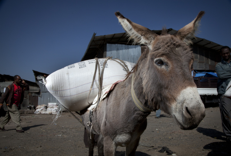 Donkey stood in Merkato Market in Ethiopia