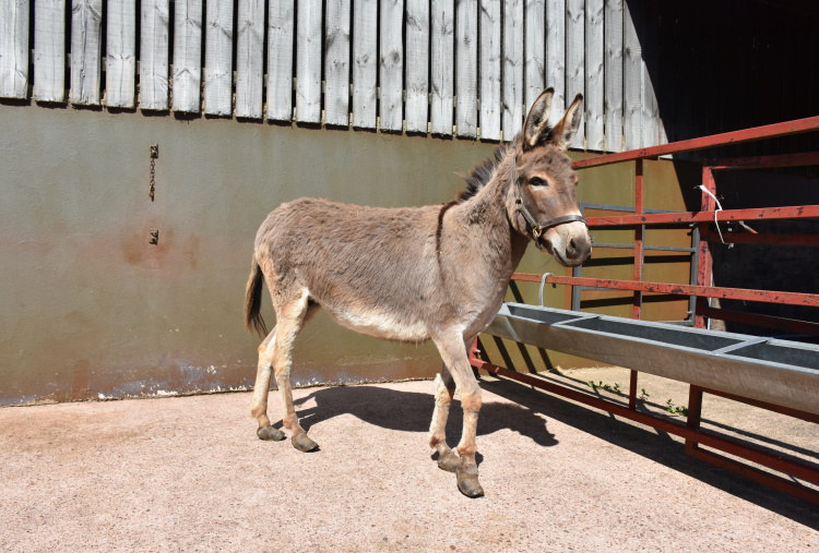 Donkey with very over grown hooves
