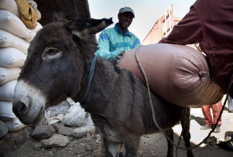 Man loading a donkey in Merkato market in Ethiopia