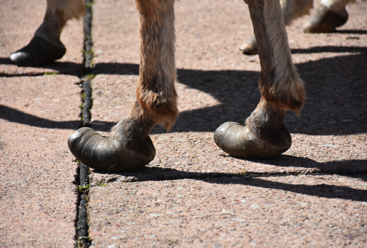 Over grown donkey hooves