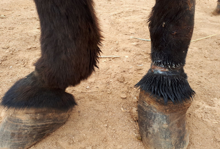 Hobbling wound on donkey
