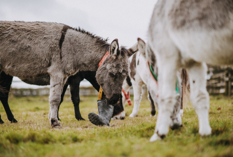Playful donkeys with wellington boot