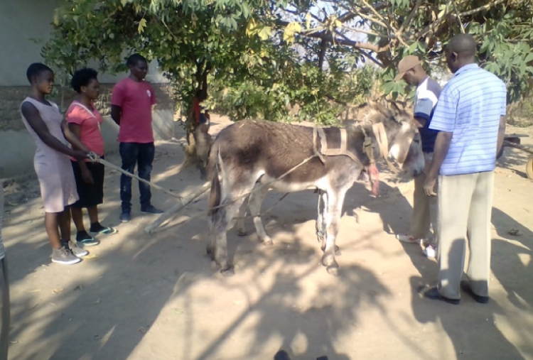 Zambian donkey in harness