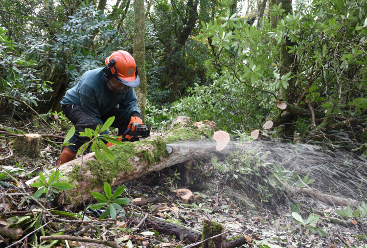 Chainsaw work for conservation at Paccombe