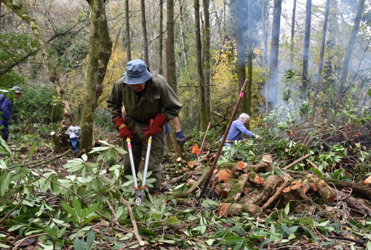 Removing rhododendron plants at Paccombe