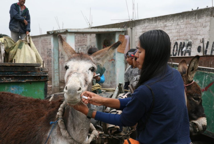 Donkey receives treatment from mobile clinic in Mexico