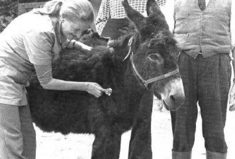 Dr Svendsen gives one of the Philpin legacy donkeys a medical examination