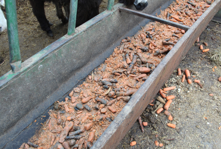 Rotted carrots in trough at Selby rescue