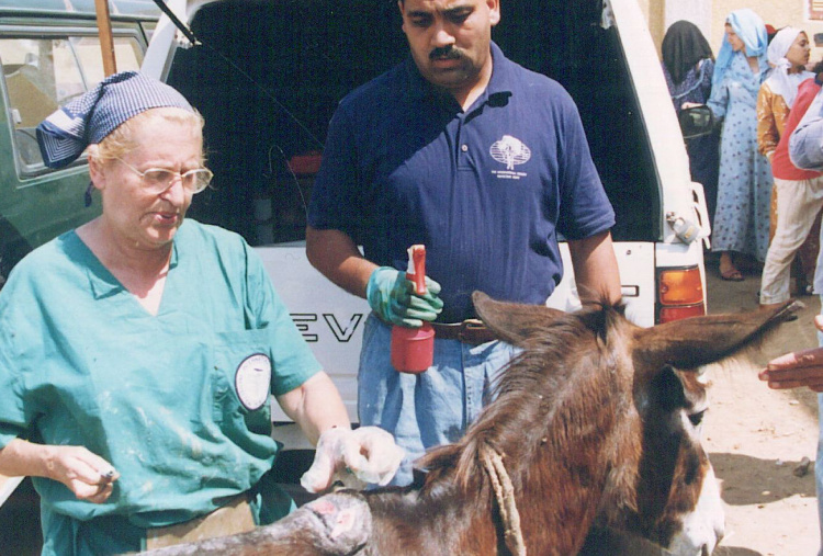 Dr Svendsen treats a donkey in Egypt