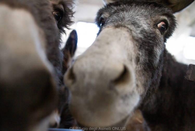 Muzzles of Italian rescue donkeys