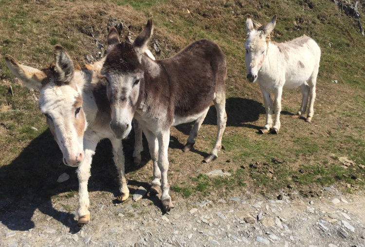 Doris, Dora and Ned showing their overgrown hooves