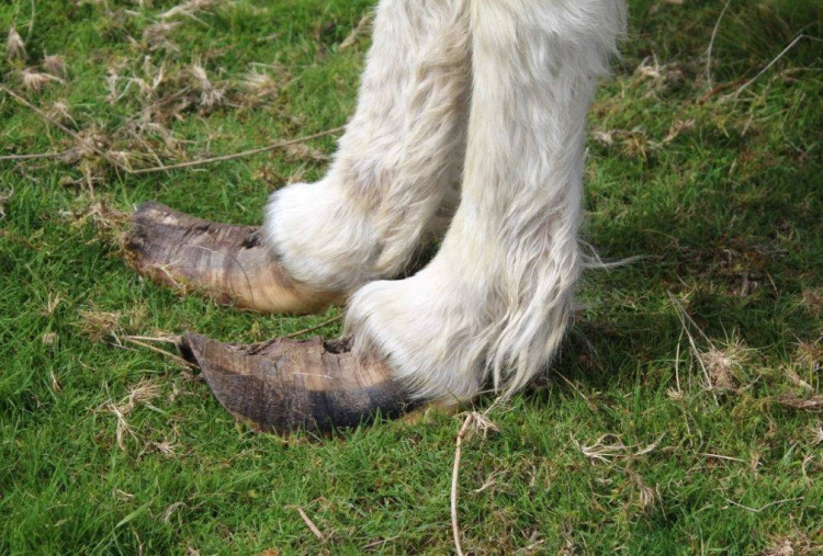 Grossly overgrown hooves on Welsh rescue donkey
