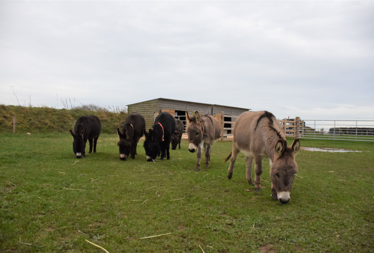 6 miniature donkeys grazing at Trow Farm