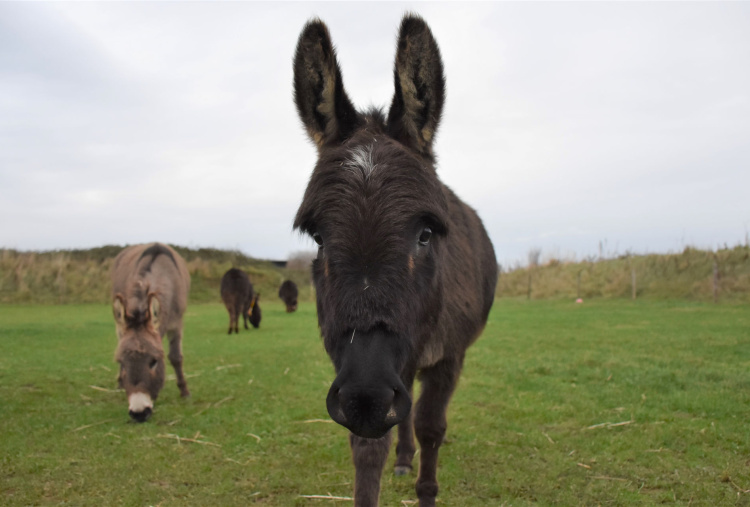 Miniature donkeys at Trow Farm