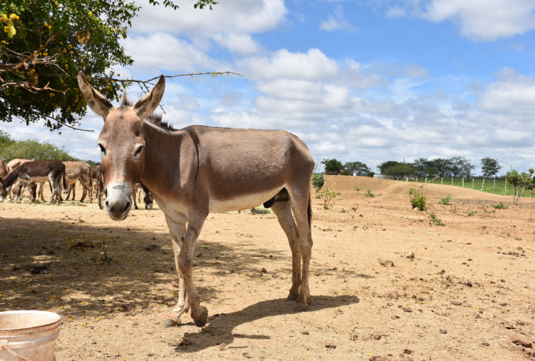 Amiguinho the friendly donkey in the sun, Brazil