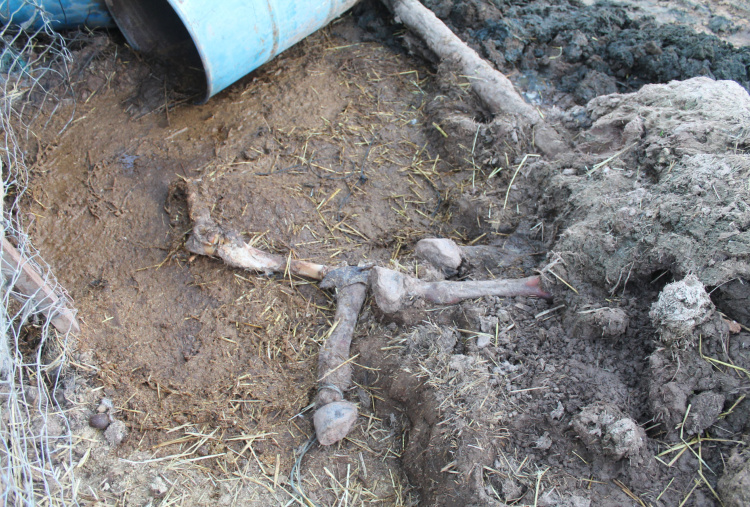 Decomposing equine remains found at Spanish rescue site