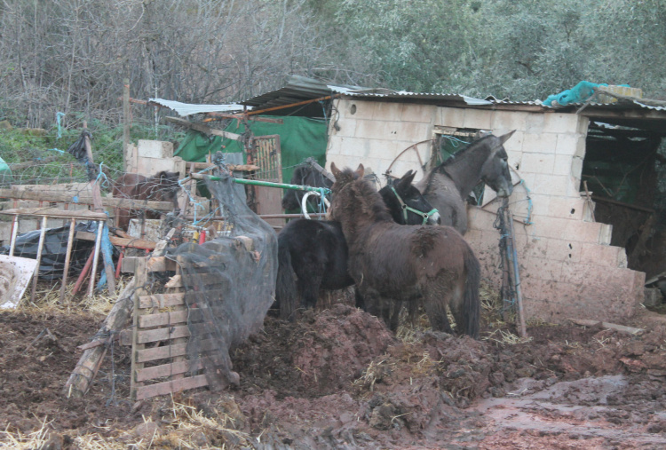 Group of donkeys and mules at Spanish rescue site