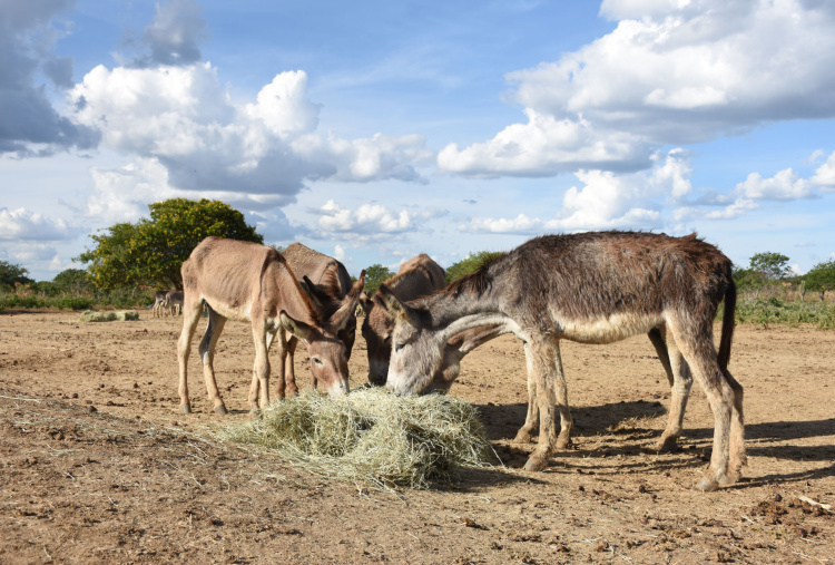 Donkeys eating hay in Brazil holding pen