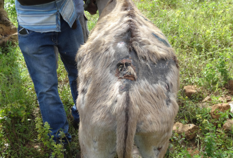 Tanzanian donkey with back wound