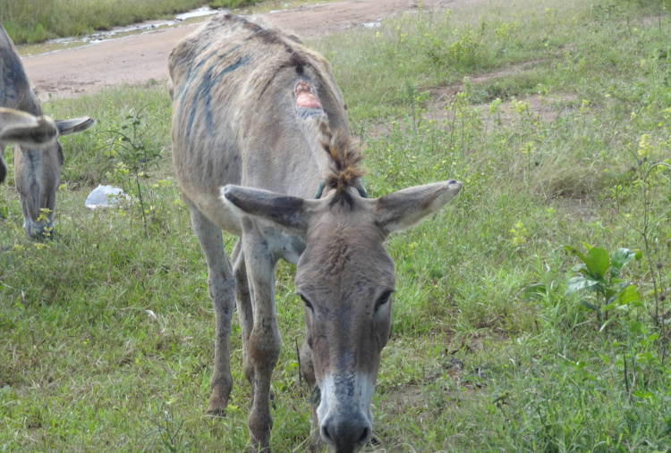 Tanzanian donkey with neck wound