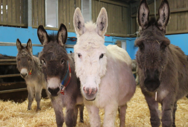 Woods Farm donkeys in barn