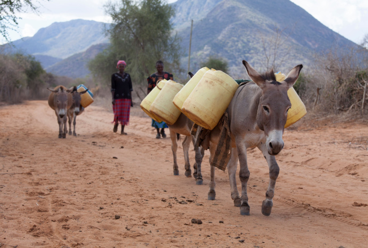 Two donkey carrying water, Kenya