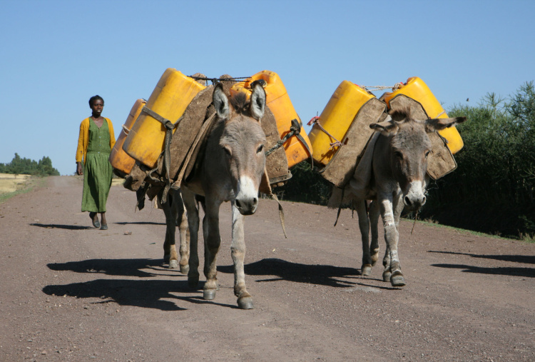 Working donkeys in Ethiopia carrying water