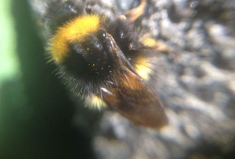 Bee close-up