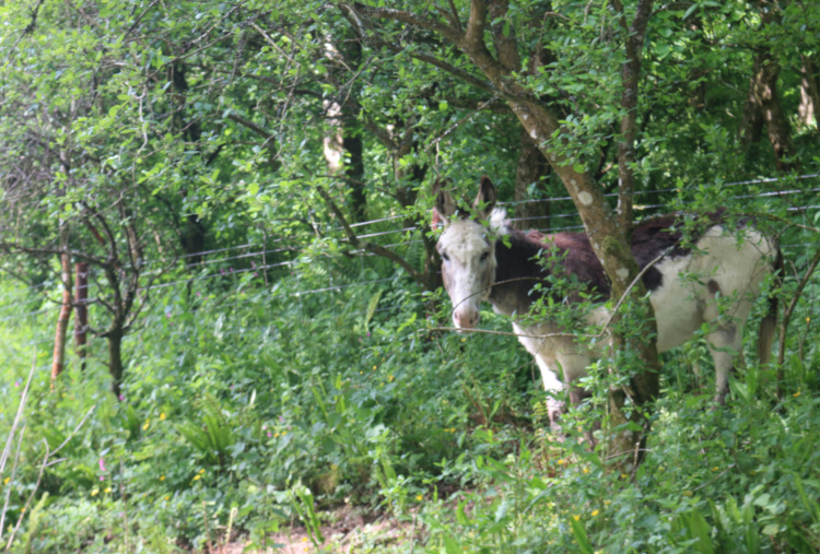 Donkey in trees