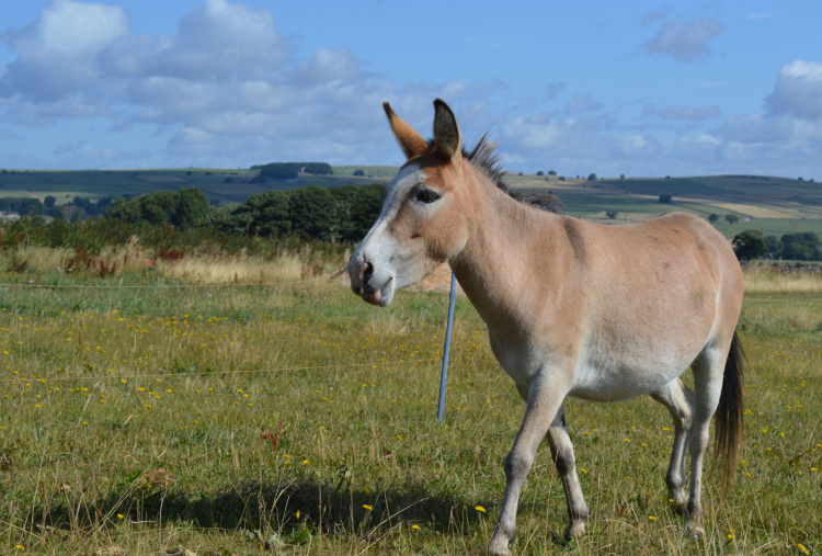 Dotty the mule from Appleby