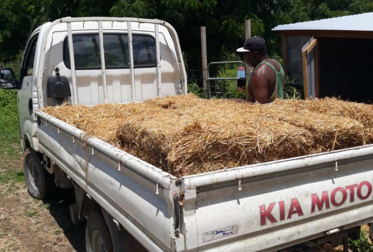 Transporting hay and straw to hay barn, Antigua