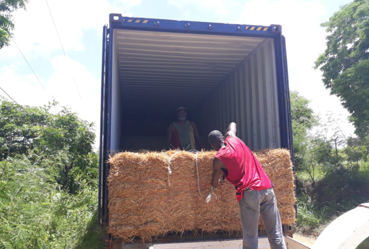 Offloading container of hay and straw in Antigua
