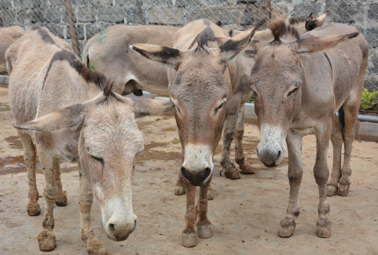 Donkeys at slaughterhouse in Kenya