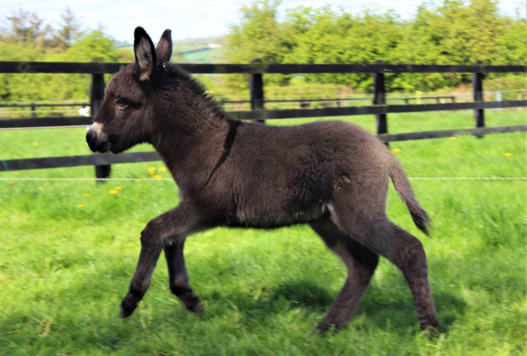Lockie the foal born on Easter Monday 2020