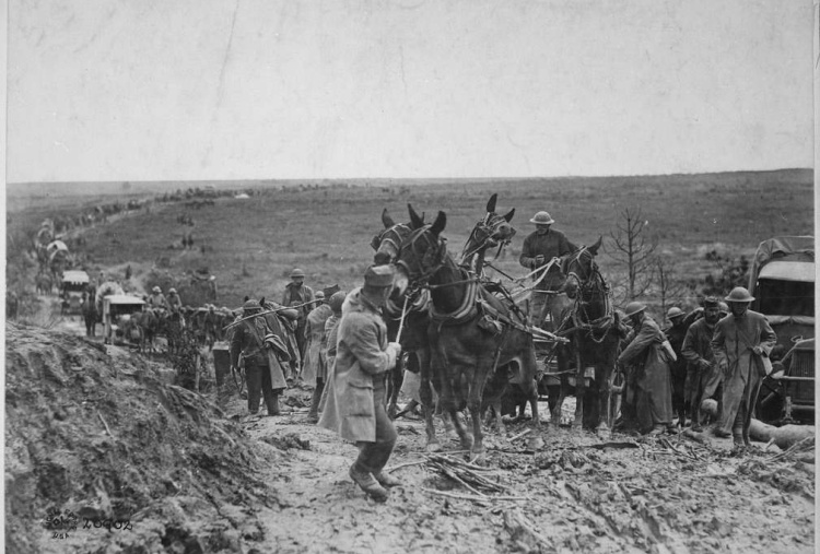 Mules hauling ammunition in WW2