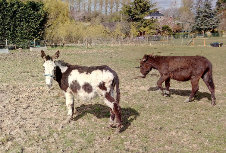 Worcestershire rescue - two donkeys in field