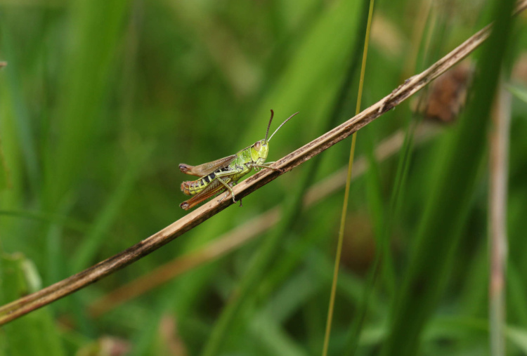 Cricket on meadow grass