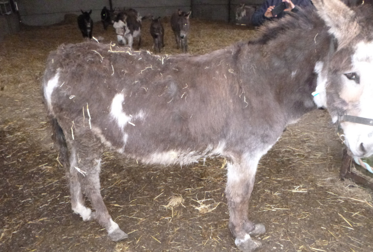 Cumbrian rescue donkey with matted coat