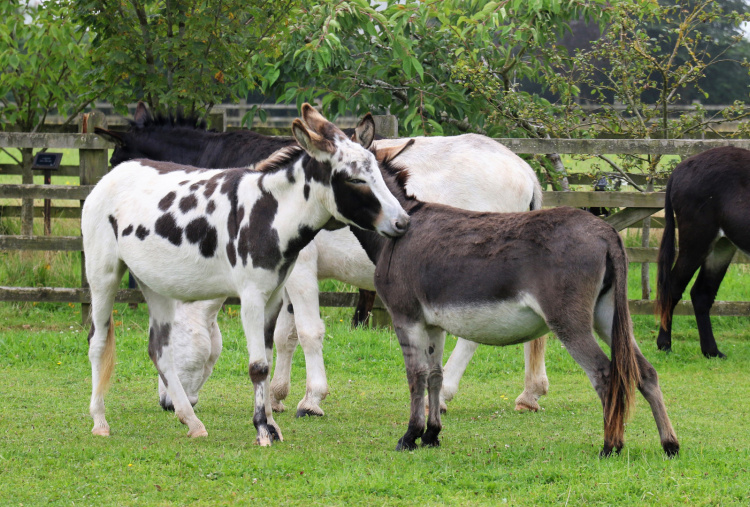 Two Surrey rescue donkeys mutual grooming
