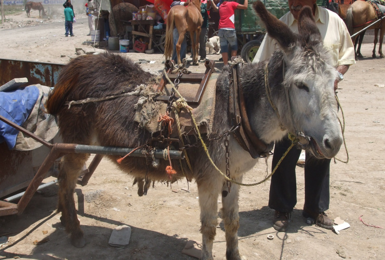 Donkeys at Coacalo rubbish dump in Mexico