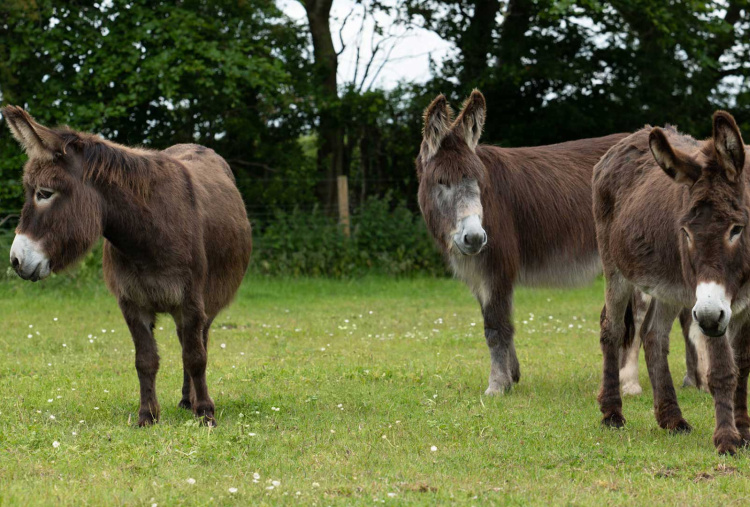 Adoption donkey felicity in her field with Marko and her other donkey friends