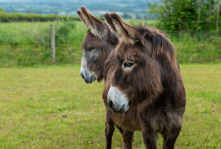 Adoption donkey Felicity with Marko