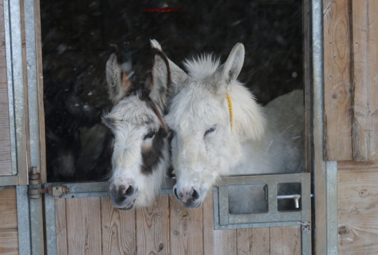 Adoption donkey Hannah looking out of barn with best friend, Drizzle