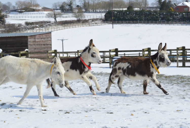 Adoption donkey Hannah playing in the snow with friends