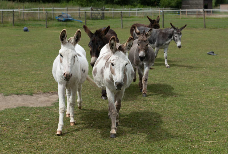 Theo leading the herd at The Donkey Sanctuary Leeds