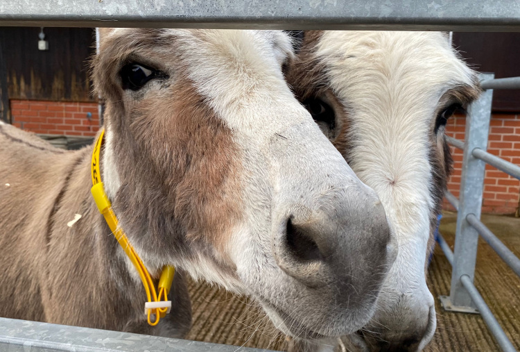 Close up of two donkeys in enclosure