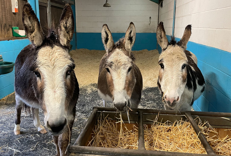 Three donkey's, Laura, Big Ears and Snowy, inside barn