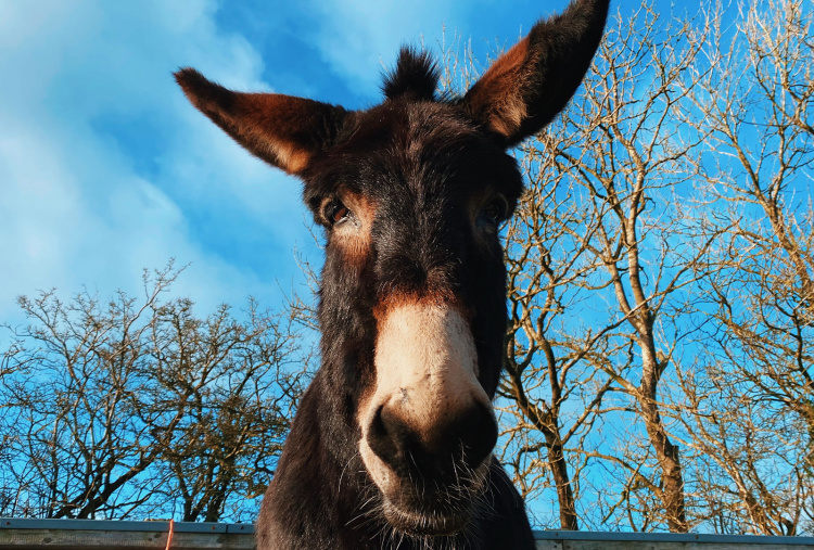 Close up of retired adoption donkey Alfie