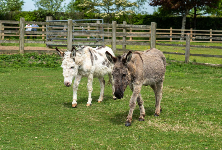 Adoption donkey Walter with Timothy at The Donkey Sanctuary Sidmouth