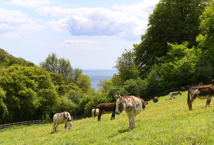 heard of donkeys grazing in summer field looking out to the coast
